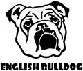 English Bulldog head Royalty Free Stock Photo