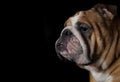 English bulldog head portrait on black background Royalty Free Stock Photo