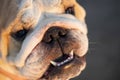 English bulldog head shot.