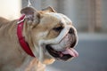 English bulldog head shot.