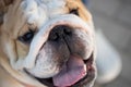 English bulldog head shot.