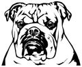 English Bulldog head vector silhouette Royalty Free Stock Photo