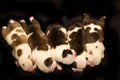 English Bulldog with her puppies