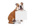 English Bulldog Holding Blank Sign Royalty Free Stock Photo