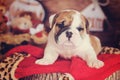 English bulldog holiday log Royalty Free Stock Photo