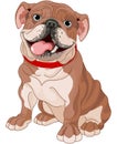 English bulldog Royalty Free Stock Photo