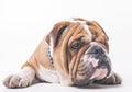 English bulldog isolated Royalty Free Stock Photo