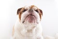 English Bulldog keeps mouth Christmas beads. Royalty Free Stock Photo