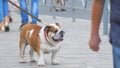 English bulldog on leash among passersby