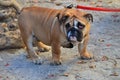 English bulldog on a leash during a walk near the local park