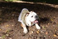 English bulldog lies on nature in the park