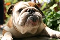 English Bulldog looking serious