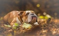 English Bulldog looking up at the forest Royalty Free Stock Photo