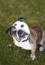 An English Bulldog looking up with a head tilt Royalty Free Stock Photo