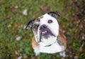 An English Bulldog looking up with a head tilt Royalty Free Stock Photo