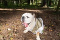 English bulldog in nature. Pets. A purebred dog on a walk Royalty Free Stock Photo