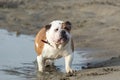 English bulldog out of the water Royalty Free Stock Photo