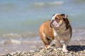 English bulldog out of the water. Royalty Free Stock Photo