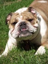 English Bulldog outside closeup Royalty Free Stock Photo