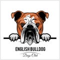 English Bulldog - Peeking Dogs - breed face head isolated on white