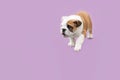 English bulldog. Pets. Purebred dog on a purple background. Copy space Royalty Free Stock Photo