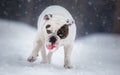 English bulldog playing with ball on snow