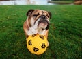 English Bulldog playing football on green grass Royalty Free Stock Photo