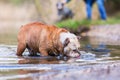 English Bulldog plays with a toy Royalty Free Stock Photo