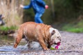 English Bulldog plays with a toy Royalty Free Stock Photo