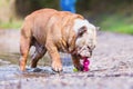 English Bulldog plays with a toy Royalty Free Stock Photo