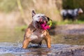 English bulldog plays with a toy in a lake Royalty Free Stock Photo