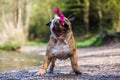 English bulldog plays with a toy in the snout Royalty Free Stock Photo