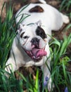 English Bulldog portrait outdoor Royalty Free Stock Photo