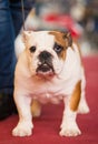 English bulldog posing