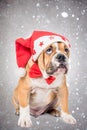 English bulldog pup with Christmas hat Royalty Free Stock Photo