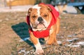 English bulldog pup in the park Royalty Free Stock Photo