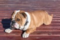 English bulldog pup Royalty Free Stock Photo