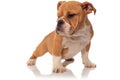English bulldog pup stretches and looks to side Royalty Free Stock Photo