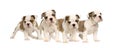 English bulldog puppies Royalty Free Stock Photo