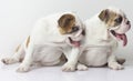 English Bulldog Puppies