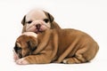 English bulldog puppies