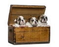 English bulldog puppies in a wooden chest