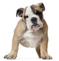 English Bulldog puppy, 11 weeks old, standing Royalty Free Stock Photo