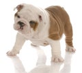 English bulldog puppy Royalty Free Stock Photo