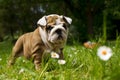 English Bulldog puppy Royalty Free Stock Photo