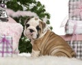 English Bulldog puppy, 2 months old, sitting Royalty Free Stock Photo