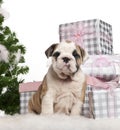 English Bulldog puppy, 2 months old, sitting Royalty Free Stock Photo