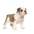 English Bulldog puppy Royalty Free Stock Photo