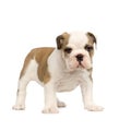 English Bulldog puppy Royalty Free Stock Photo