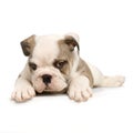 English Bulldog puppy Royalty Free Stock Photo